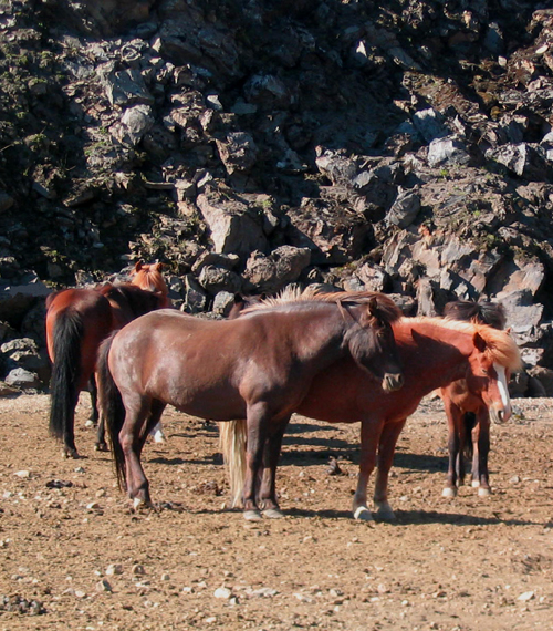 Caballos en Landmannalaugar